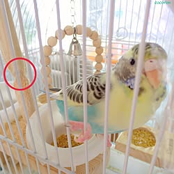 ベッド周り/ペット/インコ/セキセイインコ/連投すみませんのインテリア実例 - 2016-06-01 10:05:01