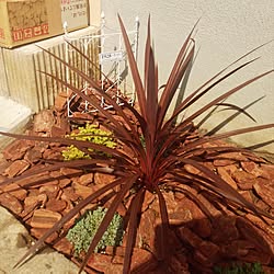 玄関/入り口/DIY/多肉植物/観葉植物のインテリア実例 - 2015-06-01 08:31:19