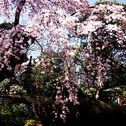お散歩/桜/そろそろ日傘のインテリア実例 - 2015-03-25 23:03:30