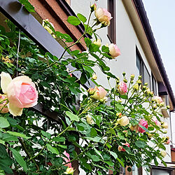 玄関/入り口/薔薇/お庭/お庭のある家/ピェールドゥロンサール...などのインテリア実例 - 2022-05-20 09:38:44