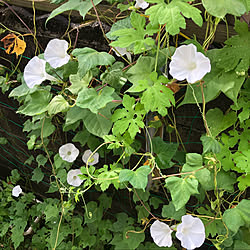 花に囲まれて暮らす/みどりのある暮らし/花のある暮らし/8月の庭/庭...などのインテリア実例 - 2022-08-31 09:08:27