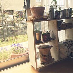 リビング/お庭/ビオラ/ムスカリは植えっぱなしです/観葉植物のある部屋...などのインテリア実例 - 2016-04-06 12:25:52