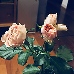 気になる/不思議な花/様子見中/今までこんなに長持ちの薔薇は無い/造花みたい？...などのインテリア実例 - 2023-01-08 23:28:01