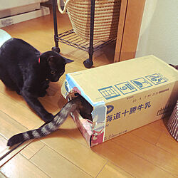箱で遊ぶ猫/ねこのいる風景/白キジのん/黒猫ミースケ/バス/トイレのインテリア実例 - 2021-03-24 23:51:58