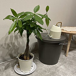 観葉植物のある暮らし/IKEA/IKEA 雑貨/一人暮らしのインテリア実例 - 2021-08-29 23:40:27