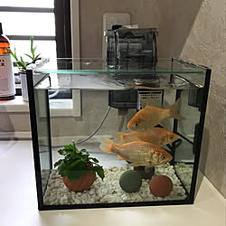 金魚と暮らす/キッチンのインテリア実例 - 2020-07-15 13:44:45