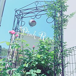 ピンクローズ/手作りアーチ/植物/癒し♡/玄関/入り口のインテリア実例 - 2017-05-20 11:12:31