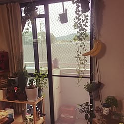 アイビー伸び放題/窓/観葉植物/緑のある空間/癒しの空間...などのインテリア実例 - 2017-05-26 21:11:22