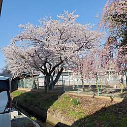 玄関/入り口/今年の桜/アイフルホームのインテリア実例 - 2020-04-28 07:29:52