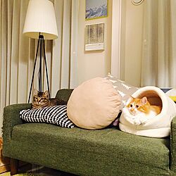 リビング/猫ベッド/IKEA クッション/IKEA 照明/ニトリ クッション...などのインテリア実例 - 2016-02-23 13:47:56