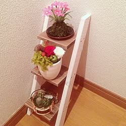 バス/トイレ/植物のインテリア実例 - 2012-12-16 18:41:51