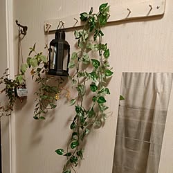 玄関/入り口/玄関フック/癒し/草花が好き/観葉植物のある暮らし...などのインテリア実例 - 2023-05-13 22:25:39