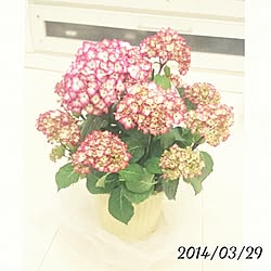 購入品♡/いつもいいねありがとうございます♡/紫陽花/紫陽花バカ♥のインテリア実例 - 2014-03-29 19:43:42