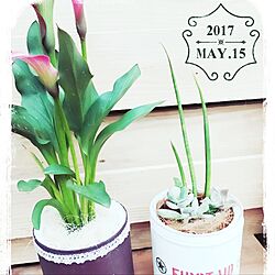 キッチン/お花大好き♡/観葉植物/ガーデニング/お花のある暮らし...などのインテリア実例 - 2017-05-15 21:36:17