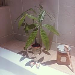 バス/トイレ/室内グリーン/植物のある部屋/パキラ/観葉植物...などのインテリア実例 - 2014-08-26 02:18:43