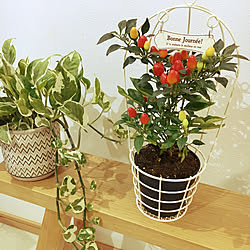 ポトス/植物のある暮らし/とうがらし/プランター/コメントお気遣いなく♡...などのインテリア実例 - 2020-09-07 22:16:42