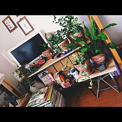 リビング/一人暮らし/観葉植物/DIY/コーヒーの木...などのインテリア実例 - 2015-10-22 17:48:16