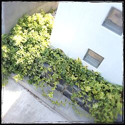 玄関/入り口/植物のインテリア実例 - 2013-09-23 22:18:13