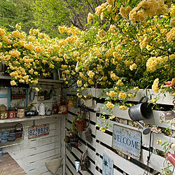 モッコウバラ黄色/ガーデンカフェ風に憧れる/板壁/ガーデン/花のある暮らし...などのインテリア実例 - 2021-04-15 22:50:17
