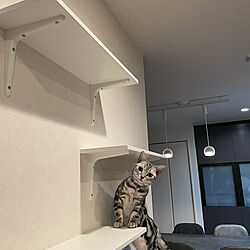 猫と暮らす/キャットステップ/IKEA/リビングのインテリア実例 - 2022-02-20 21:56:09