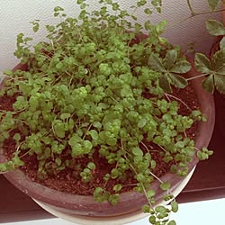 部屋全体/お気に入り雑貨☆/☆新居☆/室内グリーン/植物のインテリア実例 - 2013-01-11 10:08:11