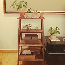 リビング/DIY/観葉植物/多肉植物のインテリア実例 - 2016-05-10 00:13:59