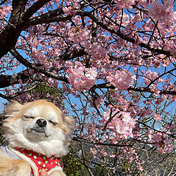 玄関/入り口/ポカポカ陽気に誘われて/河津桜開花/複数投稿ですのインテリア実例 - 2024-02-13 18:37:48