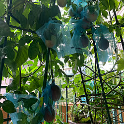 観葉植物のある暮らし/緑のある暮らし♪/ベランダ菜園♡/パッションフルーツ栽培/家庭菜園...などのインテリア実例 - 2021-09-02 16:31:02