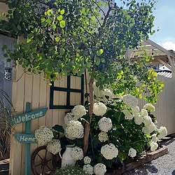 壁/天井/紫陽花/アナベル/お花のある暮らし/庭のある暮らし...などのインテリア実例 - 2023-06-14 22:29:40