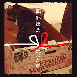 猫バカ部/猫部のインテリア実例 - 2014-04-16 20:09:51