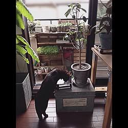 ウンベラータ/フランスゴムの木/植え替えを邪魔する焦茶/DIY/猫バカ部...などのインテリア実例 - 2015-04-27 18:29:26