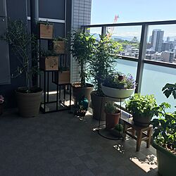 ガーデン/植物のある暮らし/マンションベランダ/観葉植物/多肉植物のインテリア実例 - 2017-05-18 11:26:33