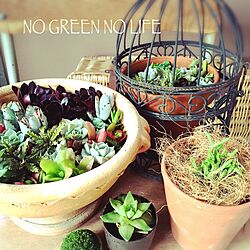 玄関/入り口/多肉植物/観葉植物/植物/NO GREEN NO LIFE...などのインテリア実例 - 2015-05-04 18:12:12