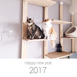 部屋全体/このは君/新年のご挨拶/ねこのいる日常/ねこ...などのインテリア実例 - 2017-01-01 13:05:12