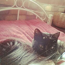 ベッド周り/うちのジジさん。/ネコがすき。/ねこ/スマホで撮影のインテリア実例 - 2015-01-26 14:10:22