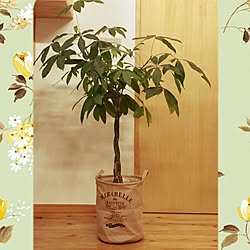 リビング/プランターカバー/ランドリーバスケット/植物のある暮らし/観葉植物...などのインテリア実例 - 2017-01-26 20:52:34