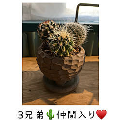 部屋全体/寄せ植え/さぼてん/窓/植物...などのインテリア実例 - 2023-10-29 19:41:27