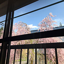 廊下からの眺め/枝垂れ桜/花のある暮らし/壁/天井のインテリア実例 - 2023-04-23 14:28:25
