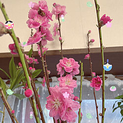 桃の花/ひな祭り/観葉植物/キッチンのインテリア実例 - 2022-02-28 12:24:28