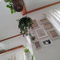 壁/天井/100均/モノづくり/お花のある暮らし/観葉植物のインテリア実例 - 2021-07-29 09:00:33