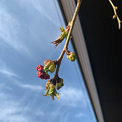 桜/枝垂れ桜/記録用/RCの出会いに感謝♡/植物のある暮らし...などのインテリア実例 - 2023-03-31 10:49:51