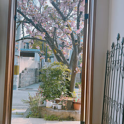 八重桜/春の庭/ナチュラルが好き/まとめて投稿/壁/天井のインテリア実例 - 2023-04-11 07:57:21