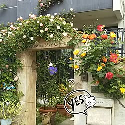 玄関/入り口/ガーデン/植物/薔薇/モルタル造形のインテリア実例 - 2017-05-21 23:18:36