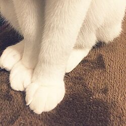 猫と暮らす/白猫さん/ねこ部/ベッド周りのインテリア実例 - 2016-11-15 19:53:22