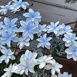 梅雨入り/紫陽花/花に囲まれて暮らしたい/庭のお花/お花のある暮らし...などのインテリア実例 - 2023-05-30 09:55:32