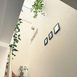 観葉植物/壁/天井のインテリア実例 - 2020-11-12 19:04:34