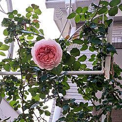 部屋全体/お庭のお花♡/4月の庭/しょくぶつのある暮らし/薔薇のある暮らし...などのインテリア実例 - 2021-04-30 18:21:07