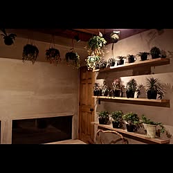 棚/観葉植物/照明/花/モルタル壁...などのインテリア実例 - 2017-01-28 00:28:03