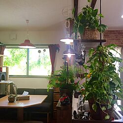 吊り棚/グリーンカーテン/シマトネリコ/植物/ねこのいる日常...などのインテリア実例 - 2016-05-21 08:58:04