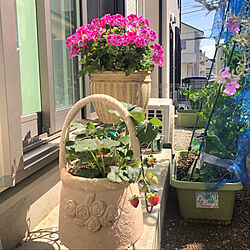 植物/お庭/花のある暮らし/玄関/入り口のインテリア実例 - 2021-05-02 09:15:44